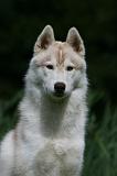 SIBERIAN HUSKY 958